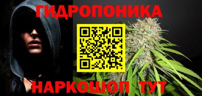 крисы Можга